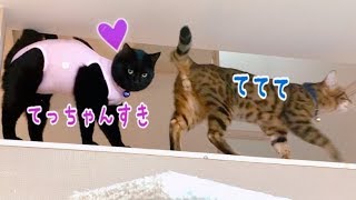 ナナはこんなにテトが好きなのにテトはベルとリンに夢中な件…