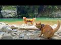 【猫キャンセル界隈】愛猫を川遊びに連れてったら信じられない行動が頻発しました