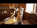 Cat Chef makes Hot Dogs and Potato Chips. Relaxing and Healing Kitten Cooking ASMR.