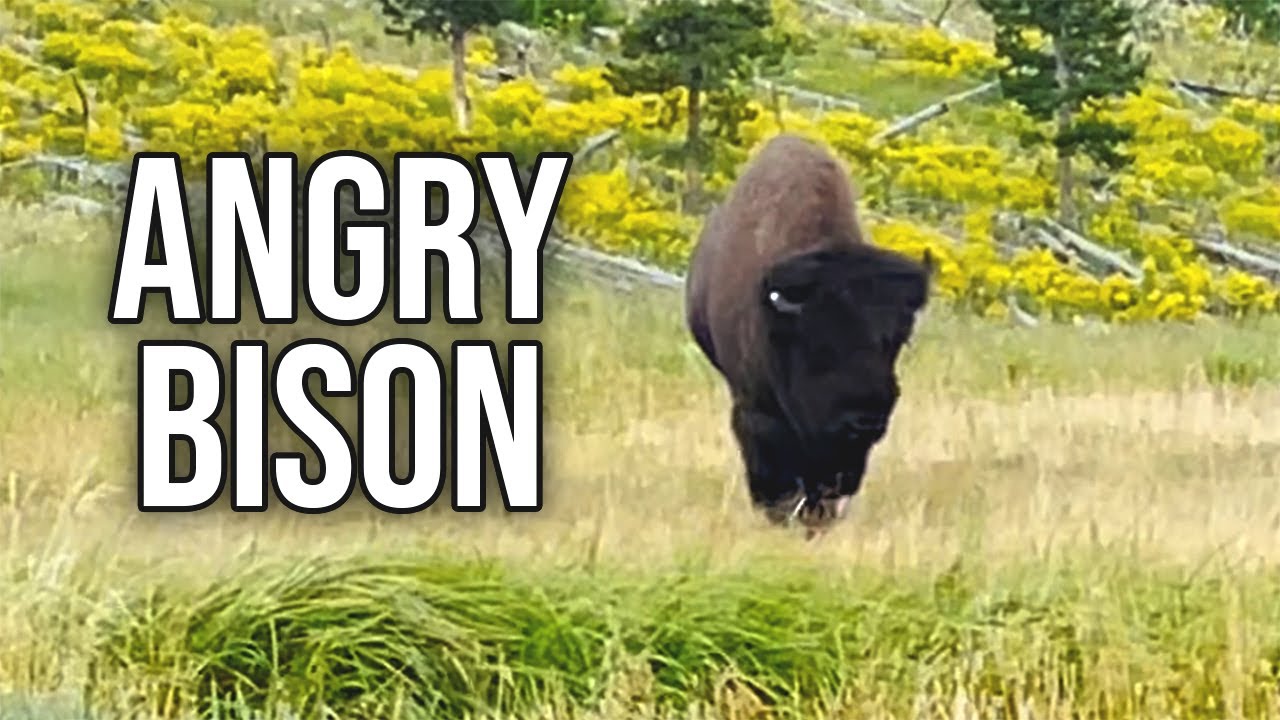 Yellowstone is cancelled YouTube
