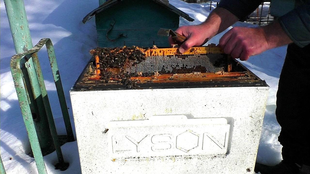 Пришла чёрная полоса на пасеке.