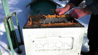 Пришла чёрная полоса на пасеке.