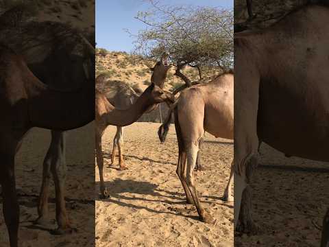إنهم الثلاثة يفكرون أنه يتعين علينا الذهاب إلى هذا الجانب المهجور الآن 