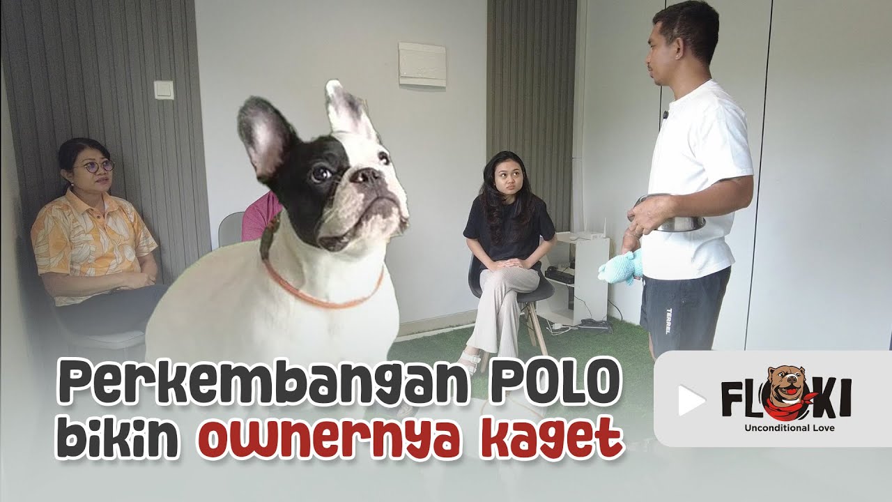 OWNERNYA DATANG KE FLOKI PET CARE BUAT LIAT PERKEMBANGAN POLO
