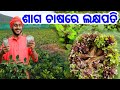 Saga leaf vegetable farming low investment heavy income full details odia all plan process explained