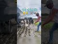 ਪੱਥਰ ਦੀ ਹੋਈ ਜਿੱਤ #funny #funnyvideo #punjabisong #punjabimusic #shortsvideo #trending #youtube