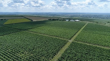 DOMAINE LA PRUT - Vin de Moldova