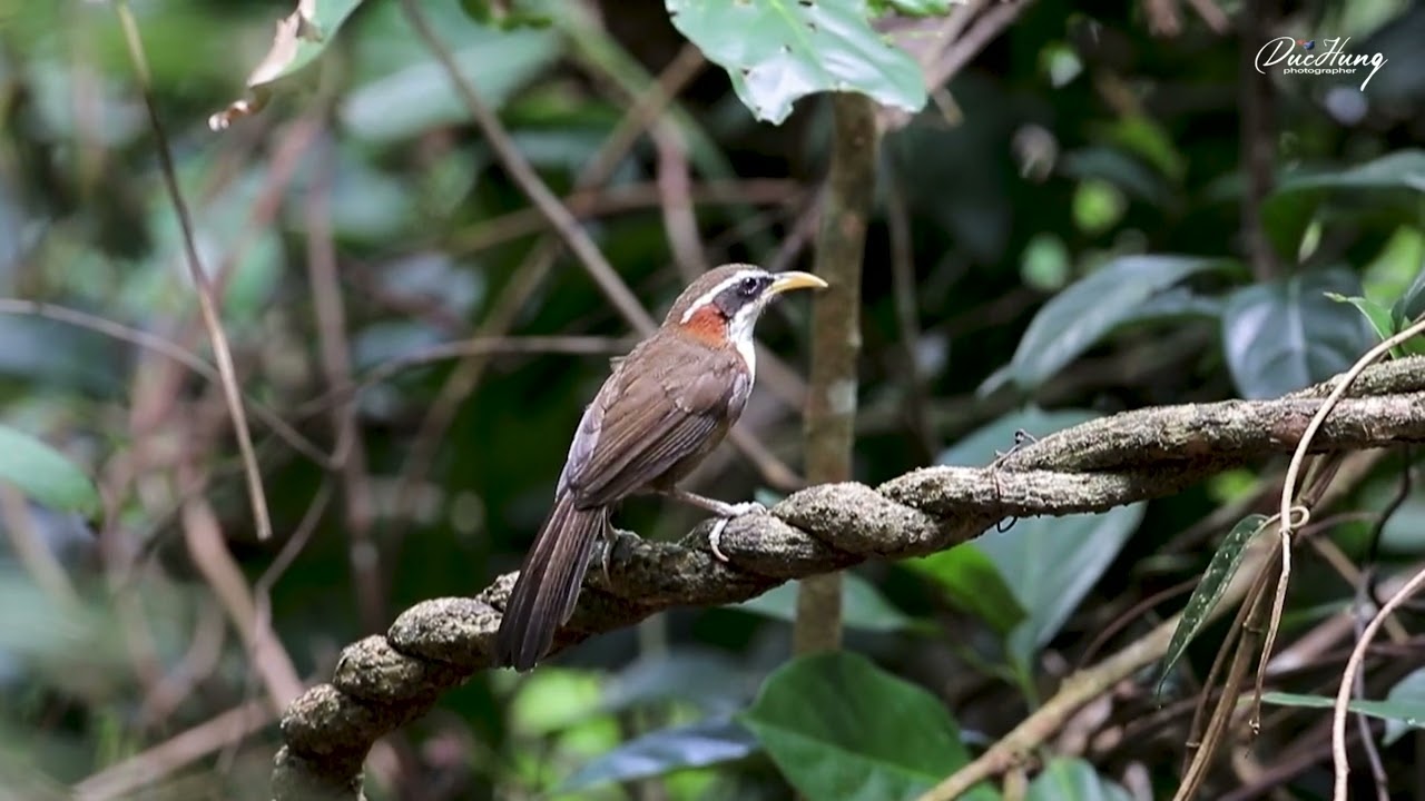 Họa mi đất mày trắng - White-browed Scimitar Babbler. Di Linh 5/2022