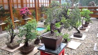 Bonsai Garden in the Rain
