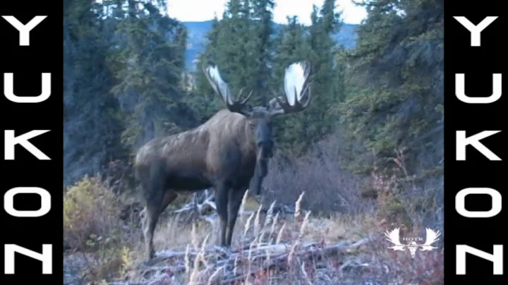 First Moose Hunt In The Mighty Yukon