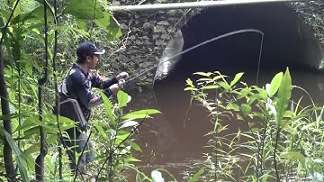 Câu cá Lóc khủng trong ống cống