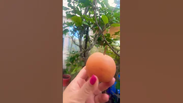 Asian Pears 