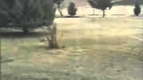 Rabbit VS snake most viewed