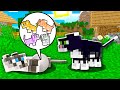 HOW CAT BORN BABY OCELOT!? Minecraft NOOB vs PRO! 100% TROLLING FAMILY KID CHILD KITTY PET BUILD