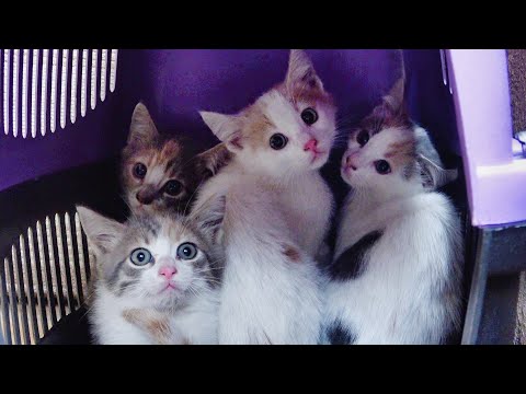 فيديو: دفاع متحمس لتبني قطط إيجابية FIV