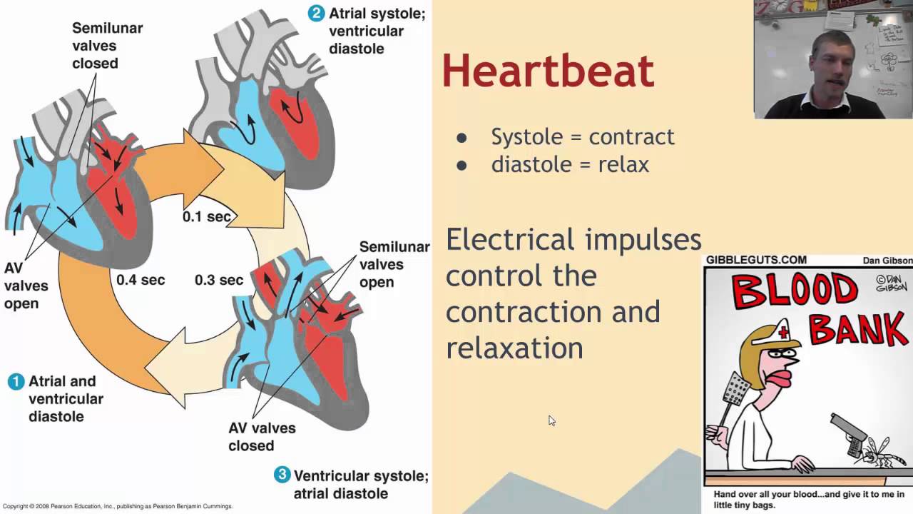 8.3.2 Animal Transport - Circulatory System - YouTube