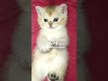 Gentle kitty British Golden chinchilla | British Shorthair golden shaded kitten BSH ny11