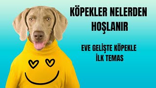 Köpeklerin Sevdiği 6 Şey/ Köpekler Nelerden Hoşlanır