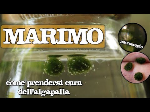 Perché il mio Marimo non galleggia? - Kaki® - La Felicità è nelle