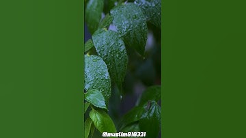 سورة نوح، الآية 28، القارئ علي جابر