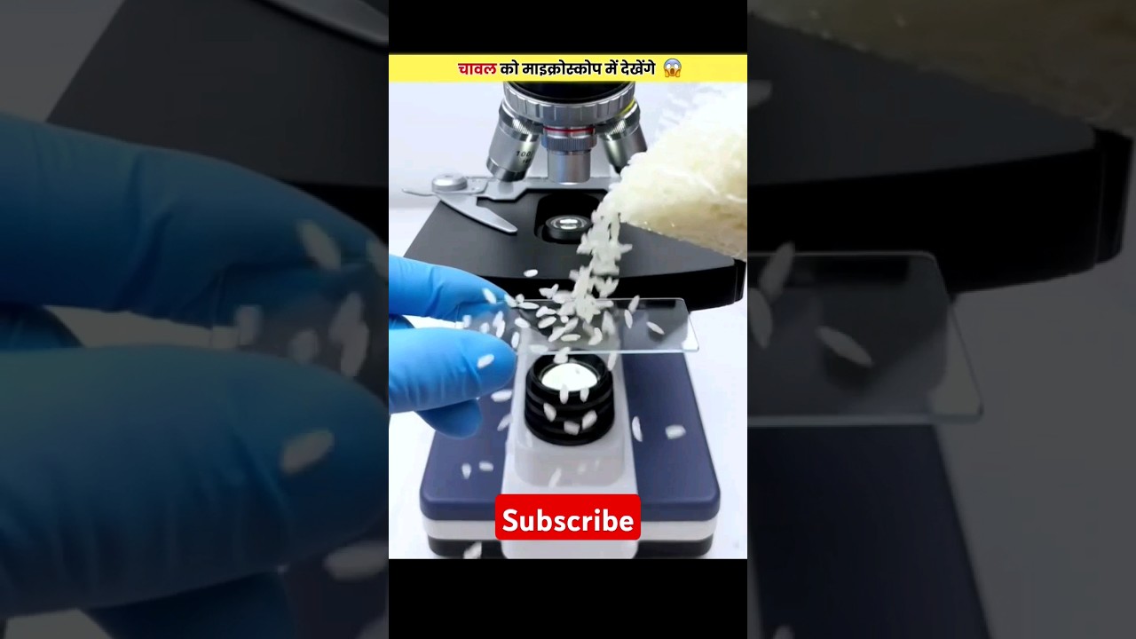 चावल को माइक्रोस्कोप मे देखेंगे 