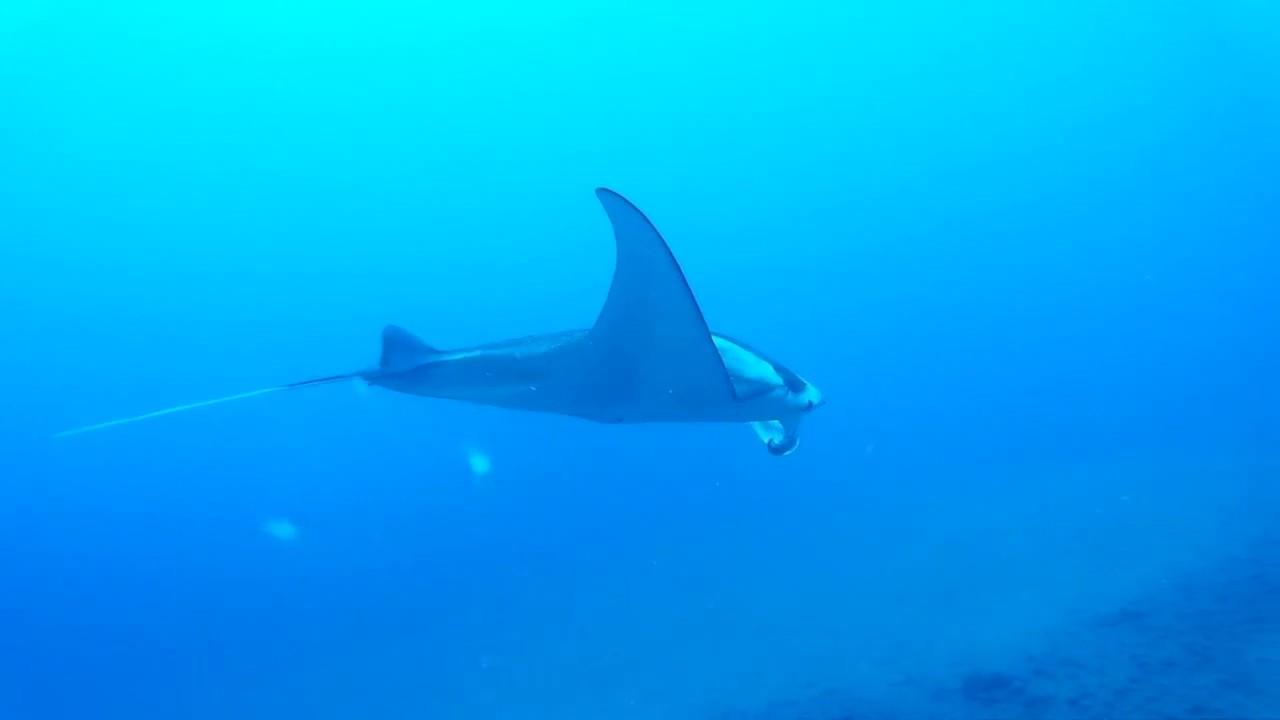 Diving with Manta Ray "Sparrow" with Jack's Diving Locker, KailuaKona