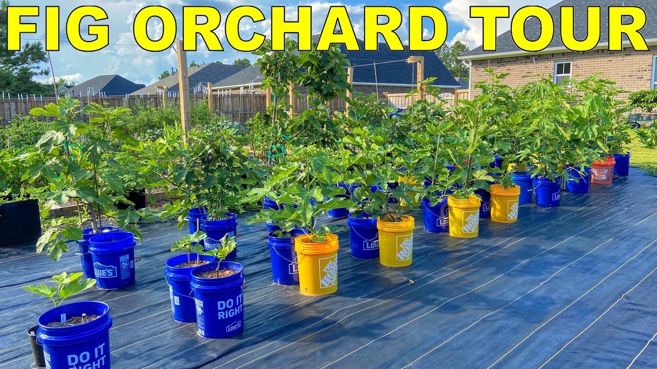 complete-fig-orchard-tour-a-tour-of-all-41-fig-varieties-in-my-garden