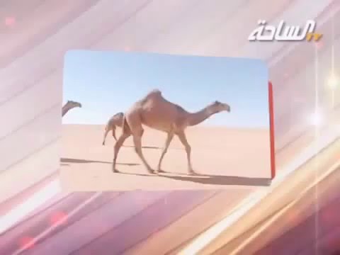 شيلة يا الدويلة حضروا دقت الساعة يا مقابيس الوغا يا الحمادين