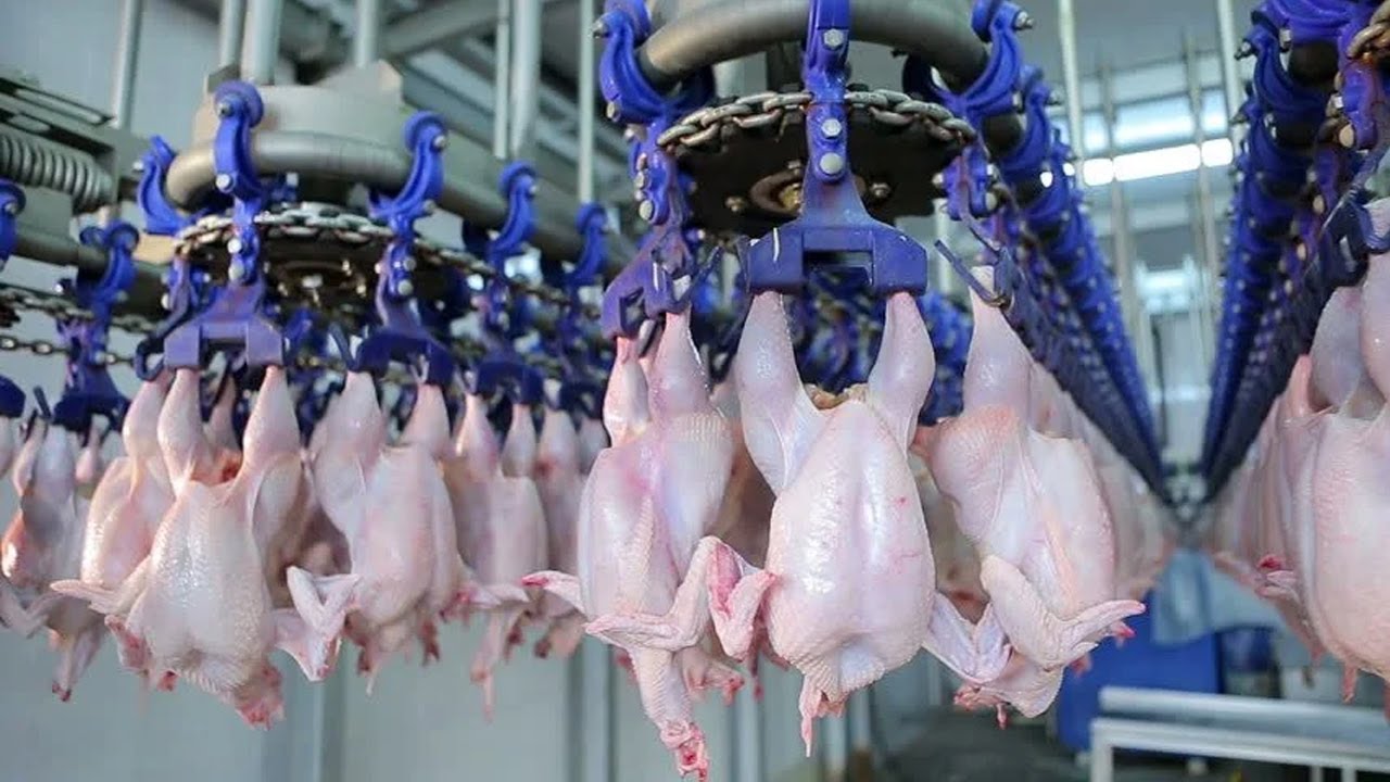 Fastest Chicken Meat Processing Factory, Amazing Food Processing Machines 