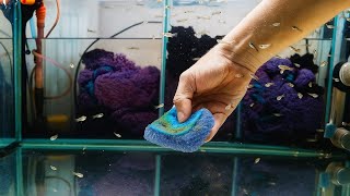 видео: Убрал поляну гидры у Гуппи простяков, смотрю в микроскоп, помыл нерестовики под след. нерест картинка: Убрал поляну гидры у Гуппи простяков, смотрю в микроскоп, помыл нерестовики под след. нерест