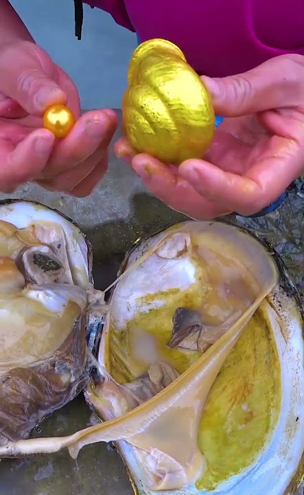 🎁😱Unbelievable! A golden clam and a golden snail jointly breed charming pearls