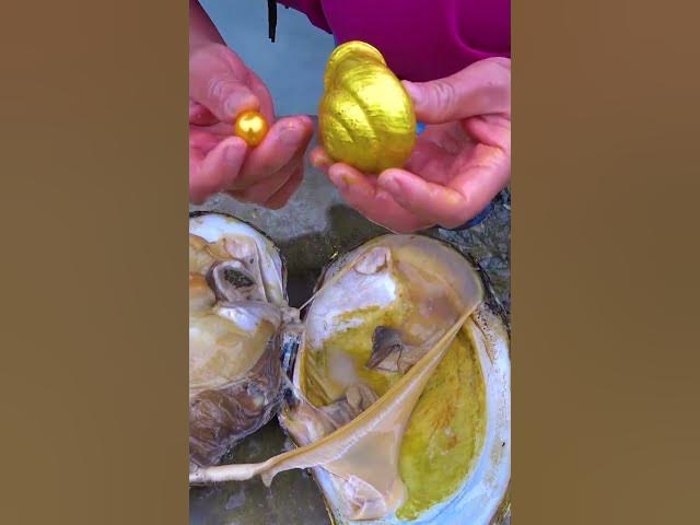 🎁😱Unbelievable! A golden clam and a golden snail jointly breed charming pearls