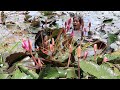 Pick Up Water Lily In The Lake & Water Lily Tasty Delicious Cooking For Lunch- My Natural Food ep 92