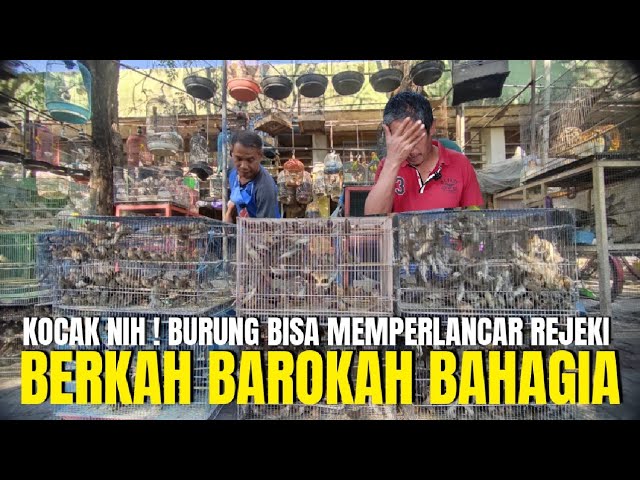 KOCAK NIH BABEH ! JUAL BURUNG KATANYA BISA BIKIN BAHAGIA BERKAH BAROKAH LANCAR REJEKI class=