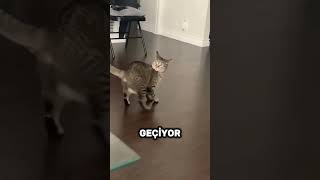 Kendi Kuyruğuna Düşman Olan Tek Canlı 😹