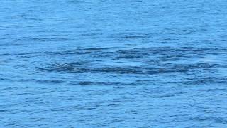 Дельфины Голубая бухта. Геленджик 2014г.
