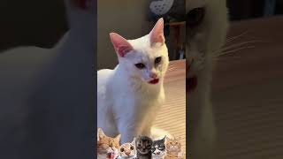 Tente NÃO RIR com esses gatinhos - parte 24 😹 #shorts