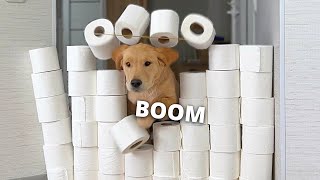 My Dogs React to The Toilet Paper Challenge