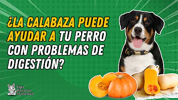 ¿Cuánta calabaza hay que dar a un perro?