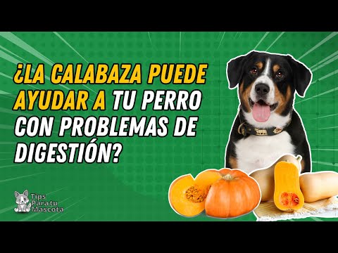 Video: 5 maneras de alimentar a tu perro de calabaza
