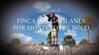 "BATIDA DE JABALIES  EN LOS GAVILANES POR MONTEROS EL BOLO "18 FEBRERO 2018