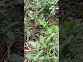 rock python in forest