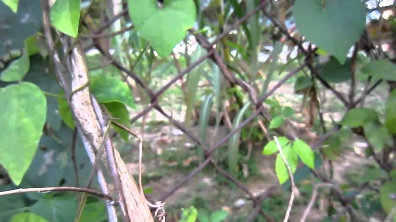 モモブトハムシ （Frog-legged leaf beetle)－１