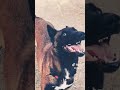 Anime Malinois المراه Animeedit اكسبلور Music المراره Germanshepherd Love مالينوة حارة Anime Malinois المراه Animeedit اكسبلور Music المراره Germanshepherd Love مالينوة حارة
