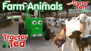 Let's Look At Farm Animals! | Tractor Ted Clips | Tractor Ted Official screenshot 4