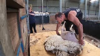 SHEEP SHEARING STRONG CHEVIOT MULES ( how to shear sheep)