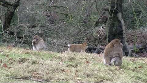Trentham Monkey Forest