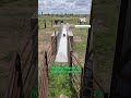 This is how cows are washed 😮