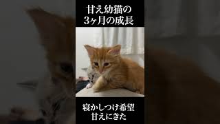 🐱甘ったれ幼猫の3ヶ月の成長   #cat #kitten #猫 #子猫 #ねこ #こねこ #shorts  #保護猫  #猫のいる暮らし