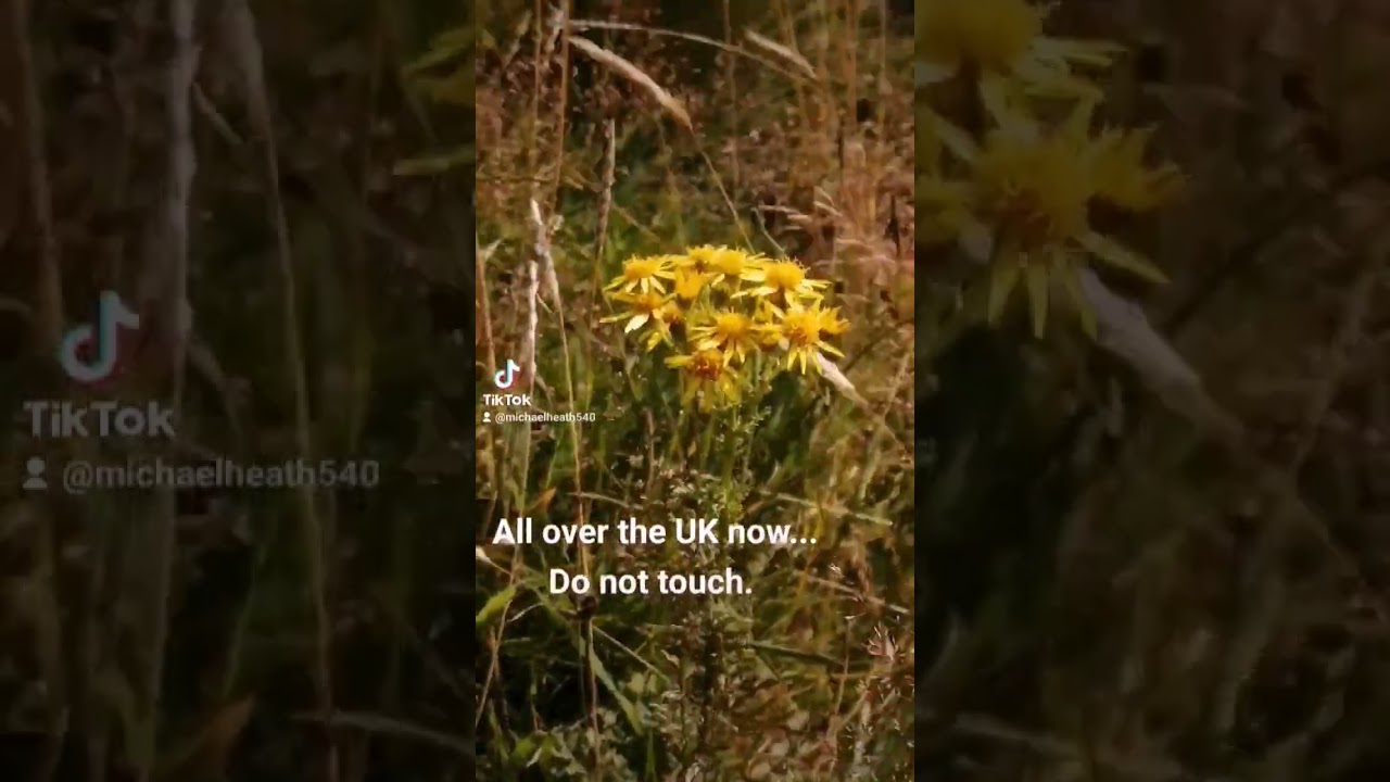 ragwort.. poisonous or toxic. all over the UK now